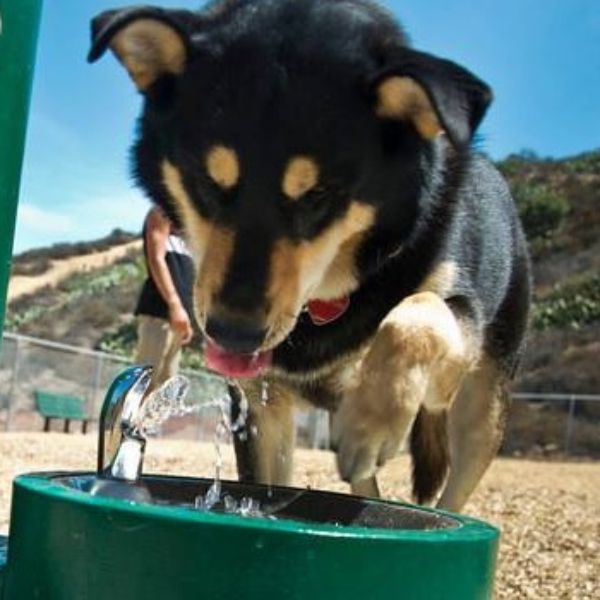 Poidełko dla zwierząt Zdrojownia GRT-PF, wolnostojące, satynowe