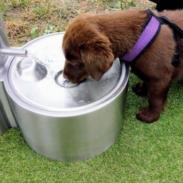 Poidełko dla zwierząt Zdrojownia GRT-PF, wolnostojące, satynowe