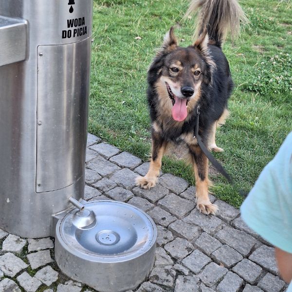 Stacja wody pitnej Zdrojownia GYM-PF, źródełko, nalewak do butelek, poidełko