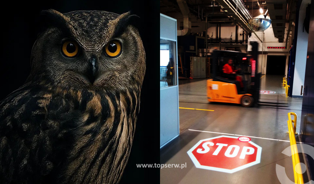 Jak sowa w lesie – nasze systemy czuwają, zanim będzie za późno